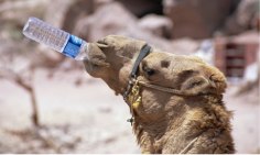Camel-drinking-water